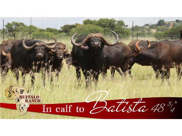 ~/upload/Lots/1465/AdditionalPhotos/q3fkjxhjus65o/In calf to Batista_t600x450.jpg